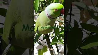 talkingparrotscareandroutine viralvideo shortsvideo talkingparrotscareandroutine [upl. by Belac937]