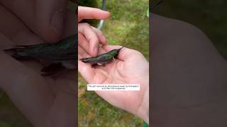 This girl rescued an abandoned weak hummingbird and then this happened animalshorts [upl. by Suedaht]