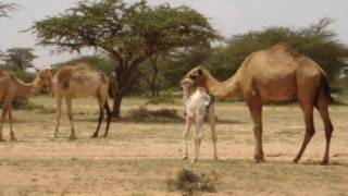 Quruxda Geela Soomaalida  The beauty of Somali Camels [upl. by Poole375]