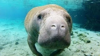 Crystal Manatees  Florida Manatee Wildlife [upl. by Haraf]