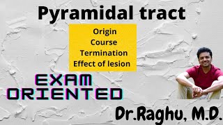 Pyramidal tract  Corticospinal tract  Upper motor neuron [upl. by Dinan]