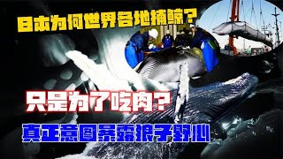 日本为何世界各地捕鲸？只是为了吃肉？真正意图暴露狼子野心 [upl. by Bullock110]