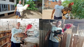 EXCELENTE CRIAÃ‡Ã•ES DE GALINHAS ðŸ” BARBELA DE BOI E POLACO GIGANTE nordeste [upl. by Garnes]