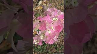 Baby pink bougainvillea flower also called bougainvilliers or buganvilla nature flowers garden [upl. by Lednem889]