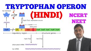 TRYPTOPHAN OPERON  EASY WAY  HINDI [upl. by Nylak]