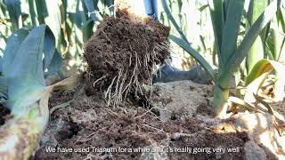 Biological Control of Fusarium and Thrips in leek [upl. by Leugim]