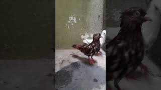 My Pigeons Shocking PostBath Transformation gallifstreetpetmarket rawparrots shorts trending [upl. by Aniraz]