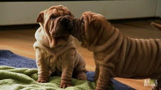 SharPei Puppies  Too Cute [upl. by Nico452]