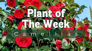 PLANT OF THE WEEK  CAMELLIAS  JAPONICA amp SASANQUA [upl. by Clancy380]