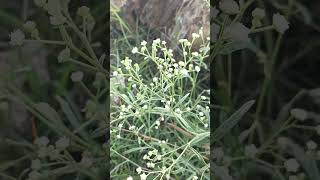 Parthenium hysterophorus flower Indian Telangana garlapadu Village nature life [upl. by Coletta]