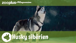 Husky sibérien  un chien déconseillé aux débutants  zooplusfr [upl. by Abernathy]