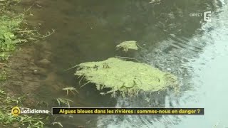 Algues bleues dans les rivières  sommesnous en danger [upl. by Capone]