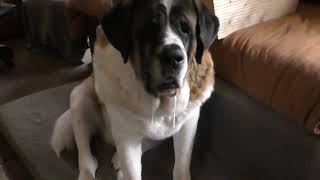 225 LB SAINT BERNARD Dog Drool A must know before you get oneThe drool is real [upl. by Weihs]