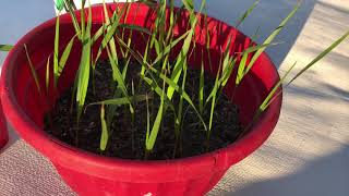 How to grow washingtonia robusta palms part 8 [upl. by Llerrahs]