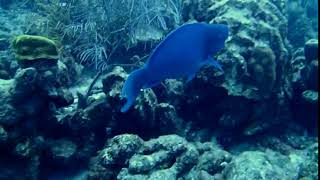 Scarus coeruleus Blue parrotfish [upl. by Aisset520]