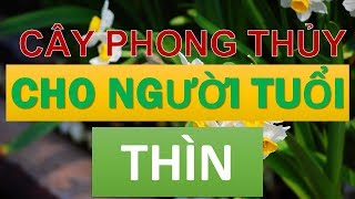 Cây phong thủy hợp với người tuổi Thìn [upl. by Danya]