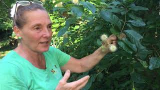 Buttonbush flowers are cute as a button [upl. by Lundt493]