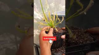 Trasplante de Drosera Capensis  Plantas Carnívoras [upl. by Korten]