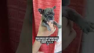 The Ultimate French Bulldog Care Guide Tips amp Tricks shorts doglover trending pets puppy dog [upl. by Collin]