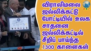 விராலிமலை ஜல்லிக்கட்டுப்போட்டியில் உலக சாதனை  ஜல்லிக்கட்டில் சீறிப் பாய்ந்த 1300 காளைகள் [upl. by Joeann149]