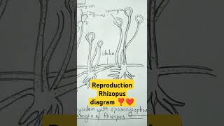 reproductions of Rhizopus zygospores botany diagram  youtubeshorts biology imp shortvideo ❤️❣️ [upl. by Rafe]