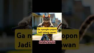 Popon si kucing mandiri shortvideo cat drama [upl. by Ennaej193]