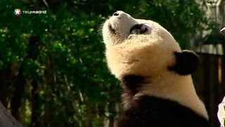 Zoo de Madrid dice adiós a las sus crías de Panda Gigante [upl. by Garzon]