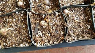 Palm Seed Germination Part 2  Potting Up Germinated Seed Into Pots [upl. by Reuven976]