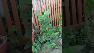 Parijat plant parijat short gardenshorts gardenvlog youtubeshorts tranding plant viralvideo [upl. by Hackathorn730]