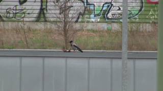 Krähe frisst Eichhörnchen in Staaken auf [upl. by Medin]