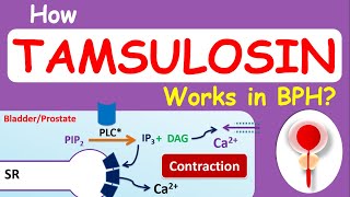 How Tamsulosin Flomax works in BPH [upl. by Niwled605]