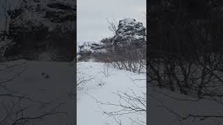 ptarmigan northern grouse [upl. by Forsta]