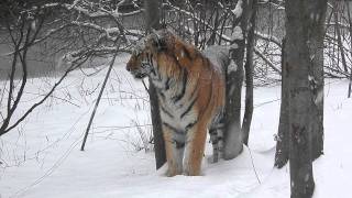 Siberian Tiger Comes Up Close In A Snow Storm at the Bronx Zoo [upl. by Marta]