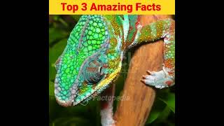 Top 3 Amazing Facts facts factschannel tvchannel treanding automobile tvnetwork letsfact [upl. by Borras]