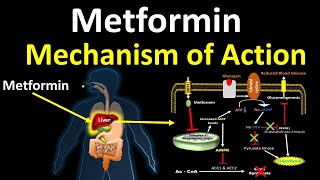 Metformin mechanism of action Anti Type 2 Diabetic [upl. by Alyahsat]