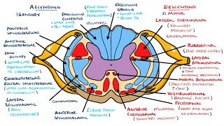 Ascending and Descending Spinal Cord Tracts Made Easy [upl. by Cullin766]