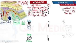 Neurología  Meningitis [upl. by Athal384]