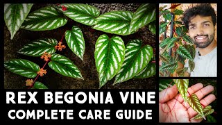 Rex Begonia Vine  Cissus discolor  Complete Care Guide  Best Foliage Vine  Nandanam Exotics [upl. by Ridinger]