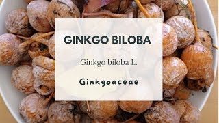 COME RACCOGLIERE E CUCINARE LE NOCI DI GINKGO BILOBA  How to forage and cook ginkgo nuts [upl. by Cristabel841]