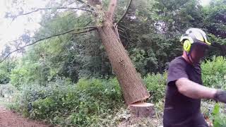 The Felling of a Willow Tree  Lionheart Cricket Bats [upl. by Nrubloc]