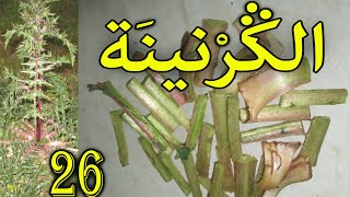 العشبة 26 من السلسلة التعريـفـية بالأعشاب الموجودة في المغرب الكرنينة [upl. by Ylliw]