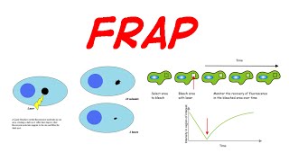 Fluorescence recovery after photobleaching  FRAP [upl. by Attesoj]