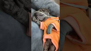 Adorable puppy likes chewing shoelace 😂 sharpei dogshorts puppyvideos [upl. by Dewey730]