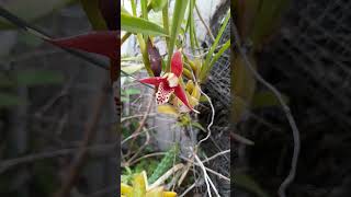 Anggrek Impor Ga Dirawat bisa Tumbuh amp Berbunga  Maxillaria tenuifolia  Coconut Orchid [upl. by Lhadnek824]