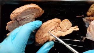 Sheep Brain Dissection  part 2 [upl. by Anna-Diana]