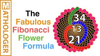 The fabulous Fibonacci flower formula [upl. by Ahsillek989]