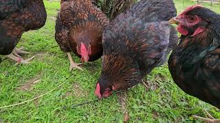 Black Laced Wyandotte Hens [upl. by Nnasus]