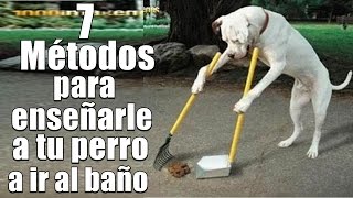 7 Métodos para enseñarle a tu perro a ir al baño Hacer sus necesidades [upl. by Varney]