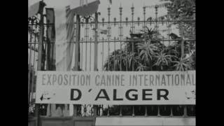 9e exposition canine internationale dAlger 1951 [upl. by Izaak965]