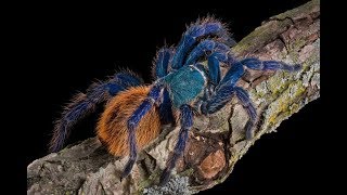 Green Bottle Blue Tarantula Chromatopelma Cyaneopubescens Feeding [upl. by Etiuqal]